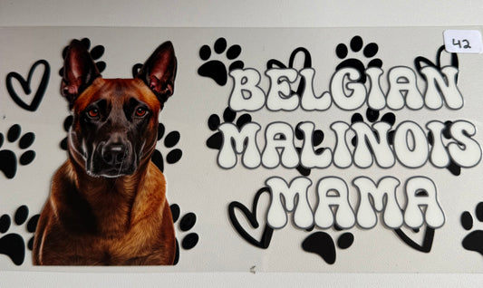 Belgian Malinois Mama- 42